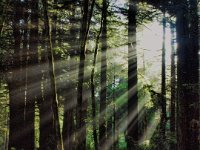 Forest Light